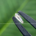 Close-up of the D-E colored shield diamond highlighting its VVS/VS clarity