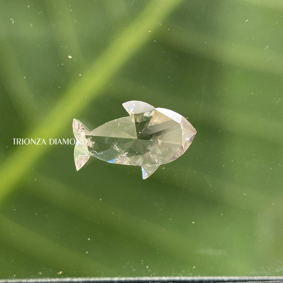 Fish Cut Lab Grown Diamond for Engagement Rings & Jewelry